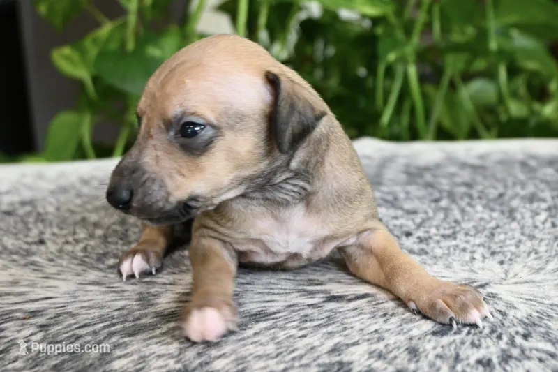 Driz – Italian Greyhound puppy for sale in Kingston, OK