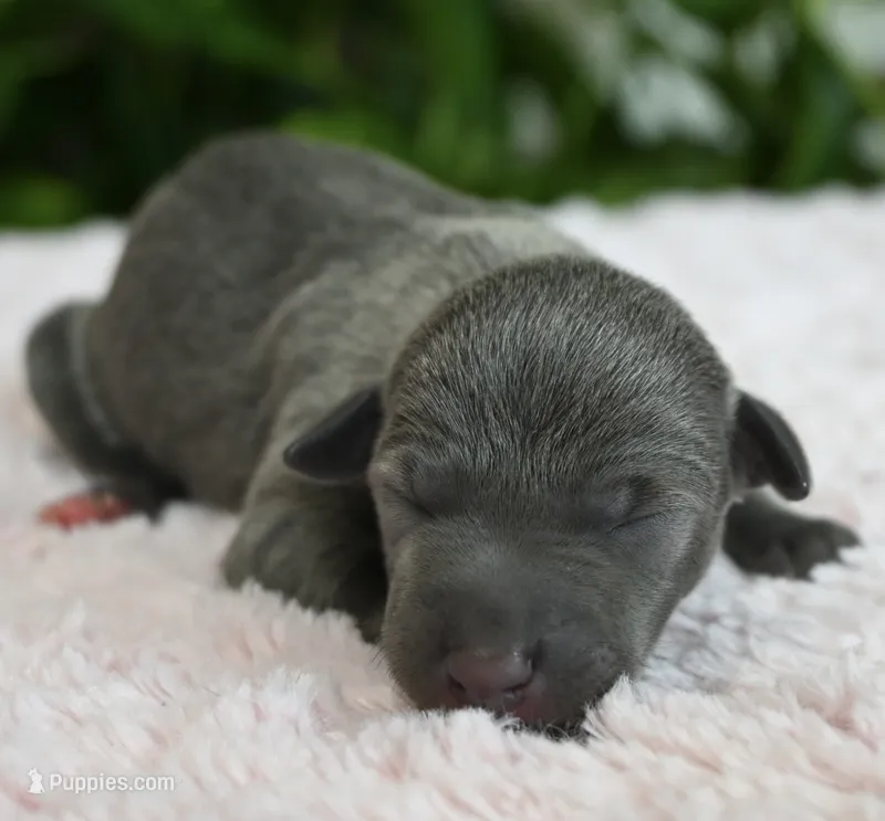 Bella – Italian Greyhound puppy for sale in Kingston, OK