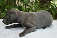 Brio, a male Italian Greyhound for sale in Kingston, OK – 7 of 10