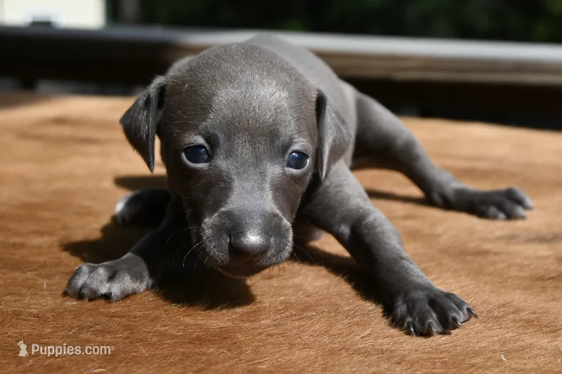 June – Italian Greyhound puppy for sale in Kingston, OK