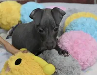 Rae, a female Italian Greyhound for sale in Kingston, OK – 4 of 10