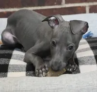 Quill, a male Italian Greyhound for sale in Kingston, OK – 1 of 10