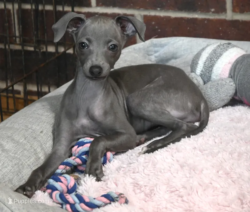 Millie – Italian Greyhound puppy for sale in Kingston, OK