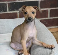 Stormy, a female Italian Greyhound for sale in Kingston, OK – 4 of 10
