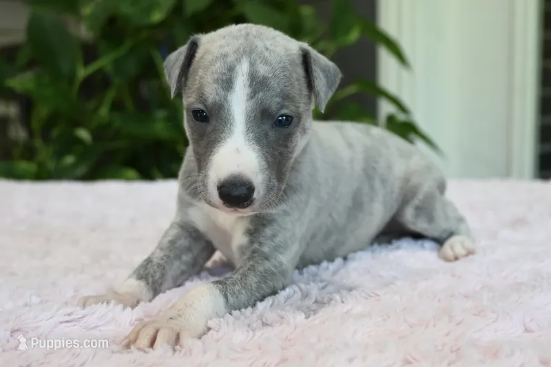 Kora – Whippet puppy for sale in Kingston, OK