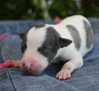 Sabrina, a female Whippet for sale in Kingston, OK – 3 of 6