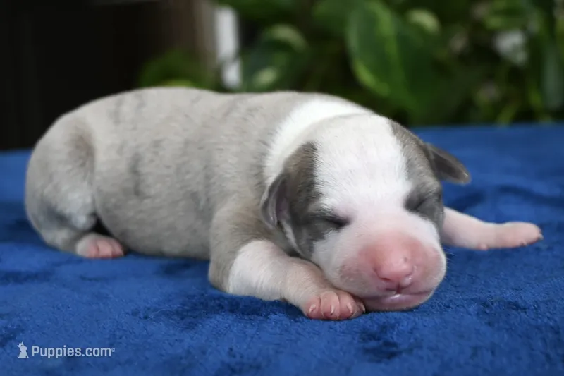 Gilbert – Whippet puppy for sale in Kingston, OK