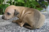 Sandi, a female Italian Greyhound for sale in Kingston, OK – 6 of 10