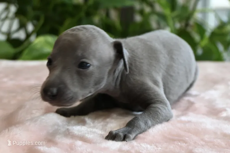 Millie – Italian Greyhound puppy for sale in Kingston, OK