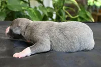 Krew, a male Whippet for sale in Kingston, OK – 4 of 6