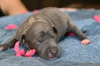 Queenie, a female Italian Greyhound for sale in Kingston, OK – 5 of 5