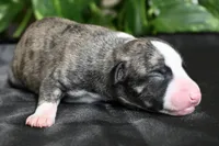 Girlie, a female Whippet for sale in Kingston, OK – 2 of 5