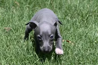 Maple, a female Italian Greyhound for sale in Kingston, OK – 2 of 10