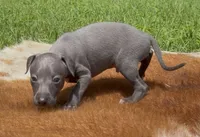Quill, a male Italian Greyhound for sale in Kingston, OK – 2 of 10