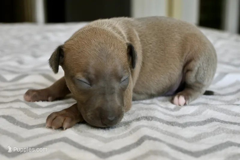 Jersey – Italian Greyhound puppy for sale in Kingston, OK
