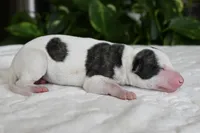 Gretchen, a female Whippet for sale in Kingston, OK – 5 of 5