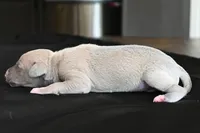 Quinn, a male Italian Greyhound for sale in Kingston, OK – 5 of 5