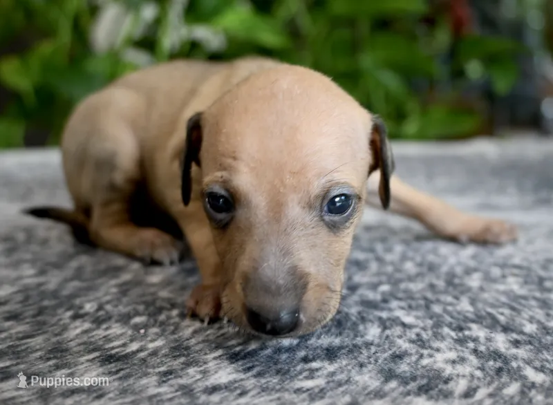 Sandi – Italian Greyhound puppy for sale in Kingston, OK