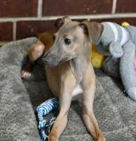 Jaxx, a male Italian Greyhound for sale in Kingston, OK – 4 of 10