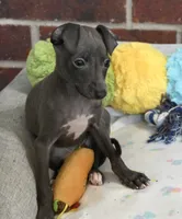 Rae, a female Italian Greyhound for sale in Kingston, OK – 3 of 10