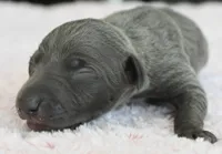 Rae, a female Italian Greyhound for sale in Kingston, OK – 2 of 5