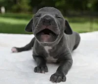 Quill, a male Italian Greyhound for sale in Kingston, OK – 5 of 10