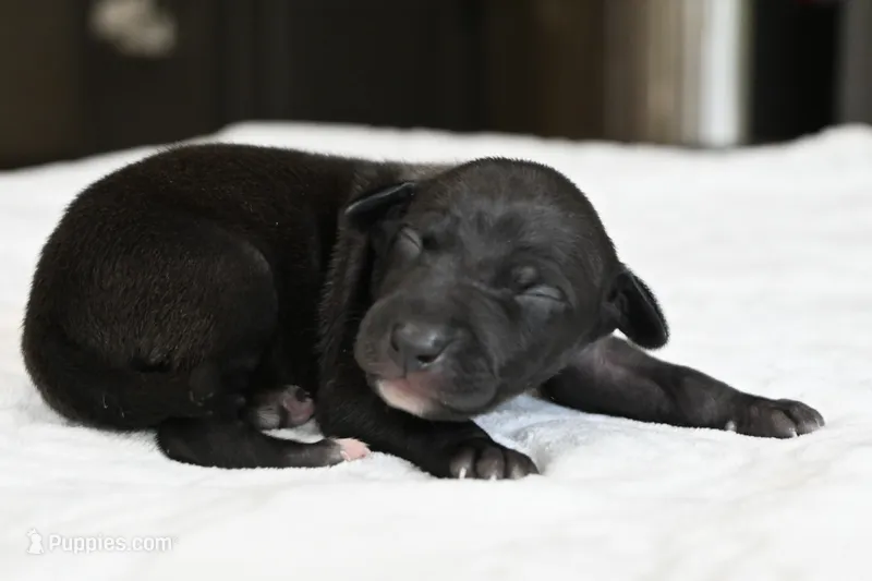 Tito – Italian Greyhound puppy for sale in Kingston, OK