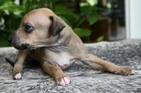 Driz, a female Italian Greyhound for sale in Kingston, OK – 7 of 10