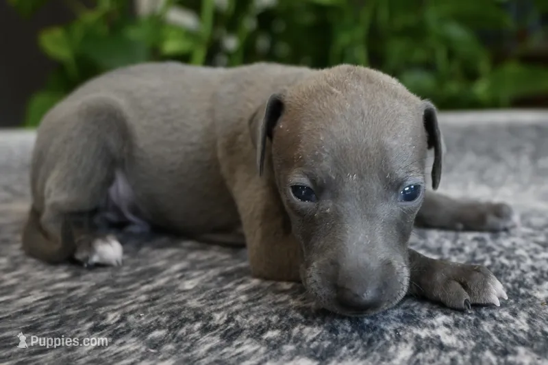 Blizzy – Italian Greyhound puppy for sale in Kingston, OK
