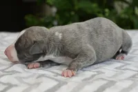 Spark, a male Whippet for sale in Kingston, OK – 5 of 5