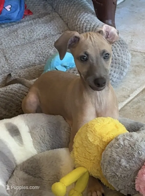 Bennett – Italian Greyhound puppy for sale in Kingston, OK