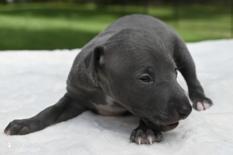 Quill – Italian Greyhound puppy for sale in Kingston, OK