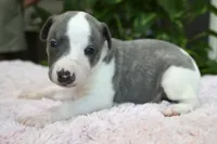 Kiwi, a female Whippet for sale in Kingston, OK – 8 of 10