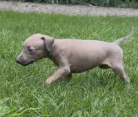 Jasper, a male Italian Greyhound for sale in Kingston, OK – 2 of 10
