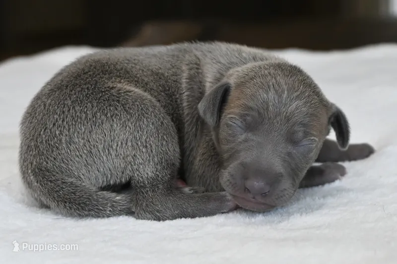 Hailie – Italian Greyhound puppy for sale in Kingston, OK