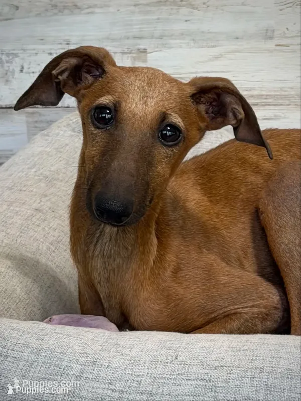 Nimbus – Italian Greyhound puppy for sale in Kingston, OK