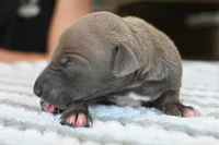 Blizzy, a male Italian Greyhound for sale in Kingston, OK – 5 of 5