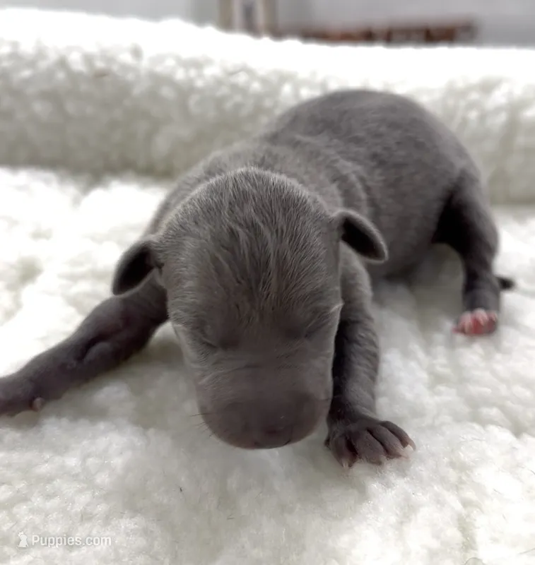 Millie – Italian Greyhound puppy for sale in Kingston, OK