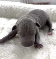Millie, a female Italian Greyhound for sale in Kingston, OK – 1 of 5
