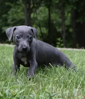 Brio, a male Italian Greyhound for sale in Kingston, OK – 2 of 10