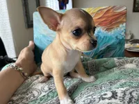 Luna, a female Chihuahua for sale in Dallas, TX – 7 of 8