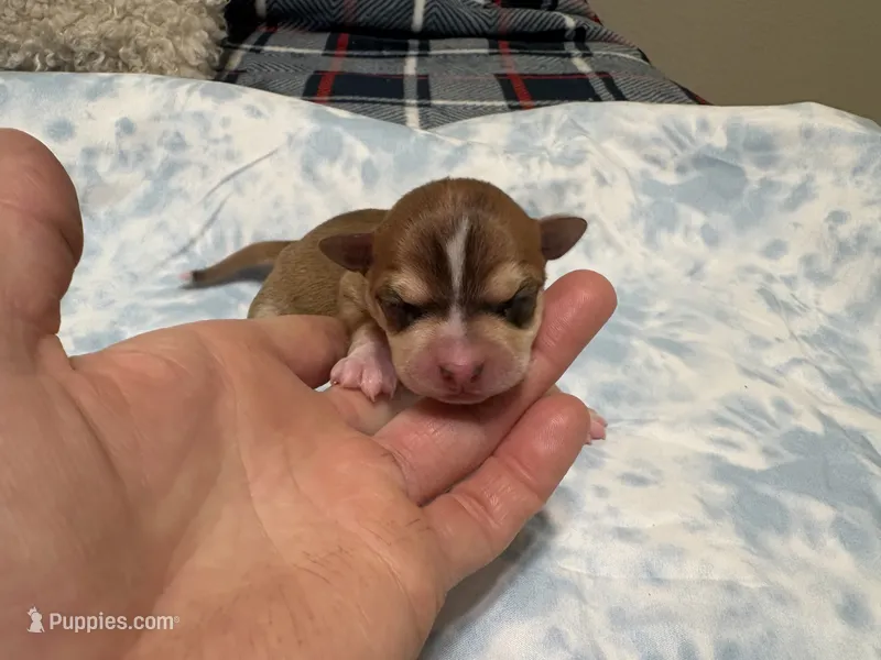 Rune – Chihuahua puppy for sale in San Antonio, TX