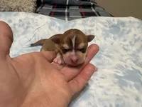 Rune, a male Chihuahua for sale in San Antonio, TX – 1 of 2