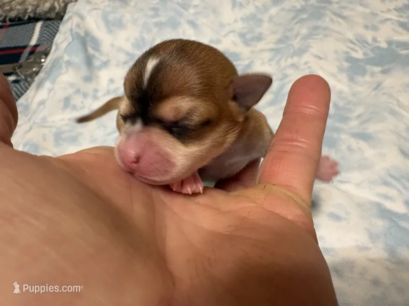 Luna – Chihuahua puppy for sale in San Antonio, TX