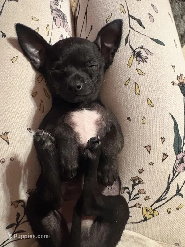 Aquario – Chihuahua puppy for sale in San Antonio, TX