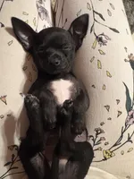 Aquario, a male Chihuahua for sale in San Antonio, TX – Photo 1 of 6