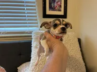 Katia, a female Chihuahua for sale in San Antonio, TX – 8 of 9