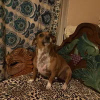 Chula, a female Dachshund and Chihuahua for sale in San Antonio, TX – Photo 4 of 6