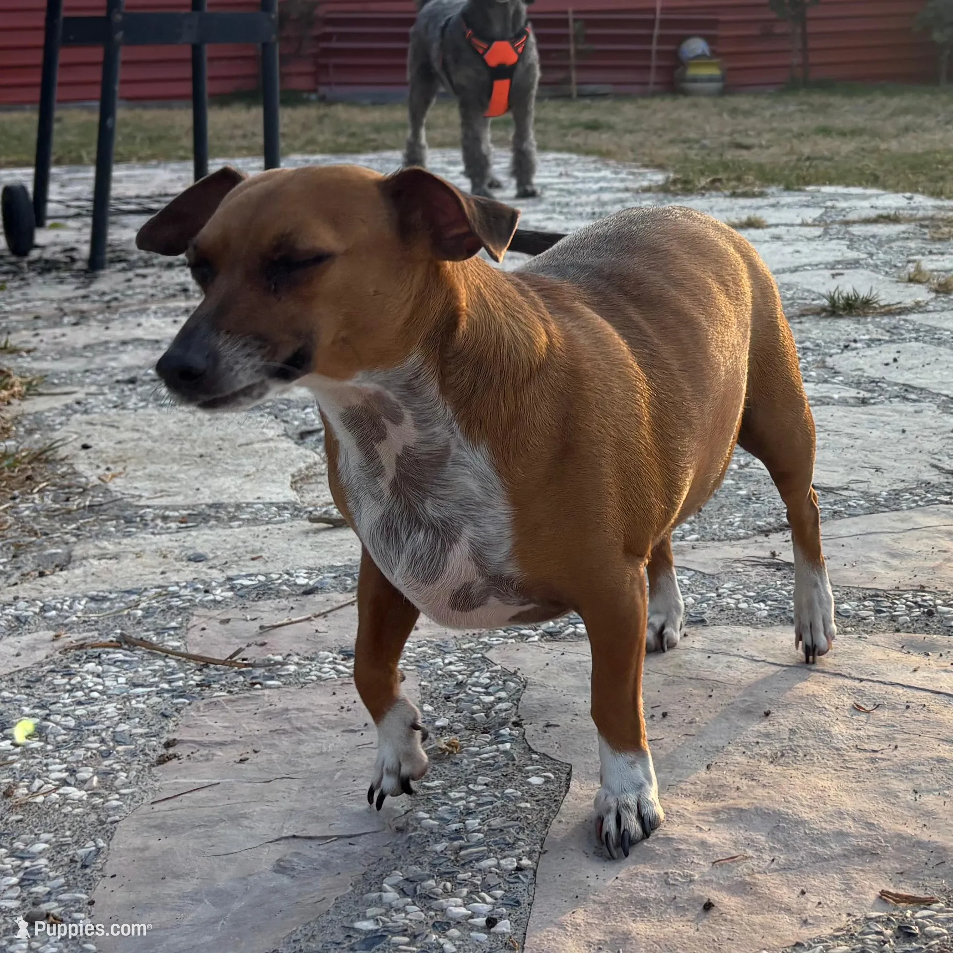 Chula, a female Dachshund and Chihuahua for sale in San Antonio, TX – Photo 5 of 6