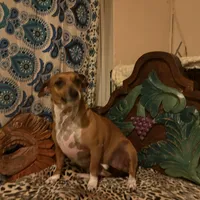 Chula, a female Dachshund and Chihuahua for sale in San Antonio, TX – Photo 3 of 6